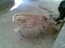 A deer
