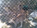 Kangaroos
