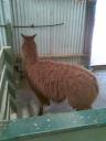 This is either a Llama or Alpaca